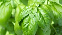 Toma aire al saber qué pasa si comes una hoja de albahaca todos los días.