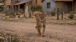 Un puma es intensamente buscado en un barrio privado. Imagen ilustrativa generada con IA.&nbsp;
