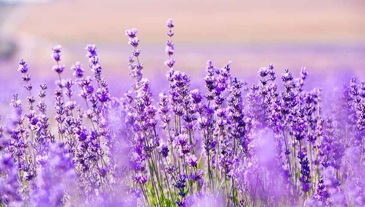 Lavanda: ¿qué significa tener una planta de lavanda en casa? Lavanda: ¿qué significa tener una planta de lavanda en casa?