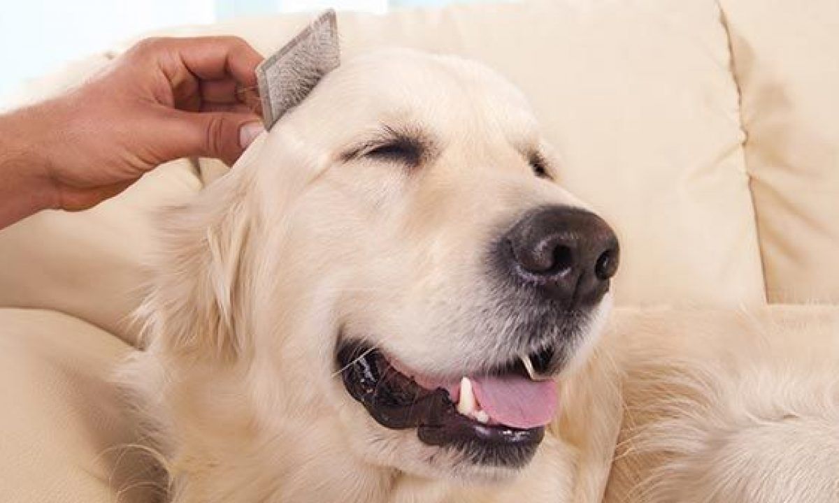 Más allá del baño a tu mascota, tienes que saber que el cepillado es fundamental. Más allá del baño a tu mascota, tienes que saber que el cepillado es fundamental. 