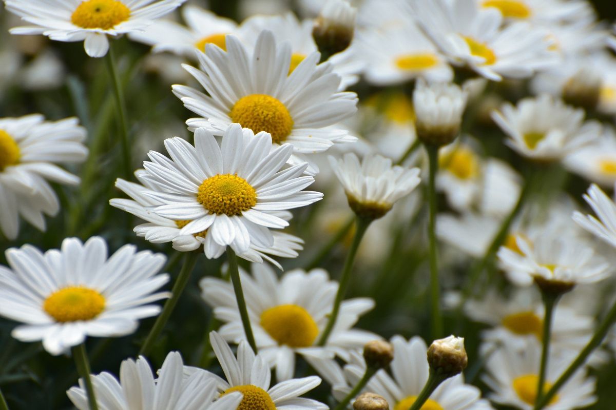 photoLlena tu jardín de margaritas.  Imagen: Pixabay