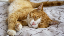 Respira profundo para conocer la señales que indican que tu gato te ama