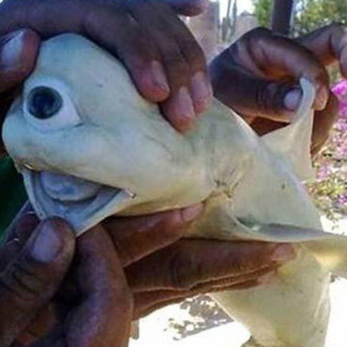 Pescaron un tiburón mutante albino con un sólo ojo