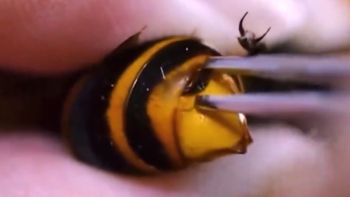 Impresionante video: le sacan un parásito gigante a una diminuta abeja