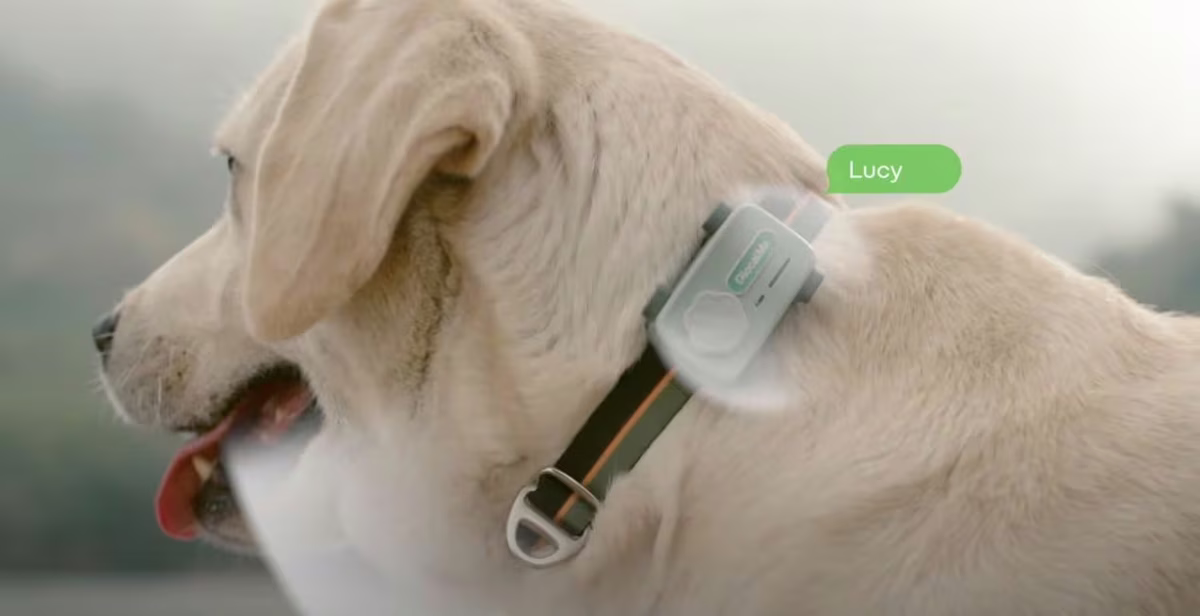 Crean el primer teléfono inteligente para comunicarte con tu mascota: cómo se usa Crean el primer teléfono inteligente para comunicarte con tu mascota: cómo se usa