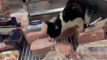 Video: un gato fue grabado mientras comía jamón en una fiambrería