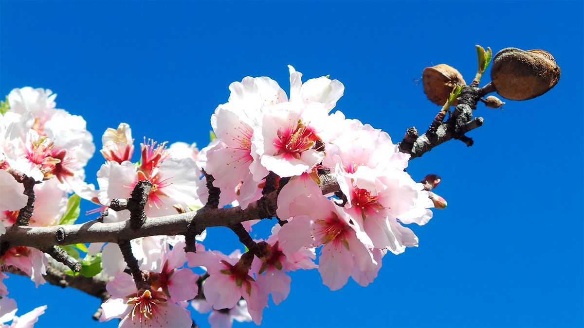 Es de los frutos secos más completos, protegen al corazón, fortalecen los huesos y tienen grasas saludables