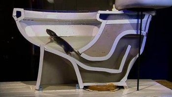 ¿Puede una rata llegar al interior de tu casa desde el inodoro?