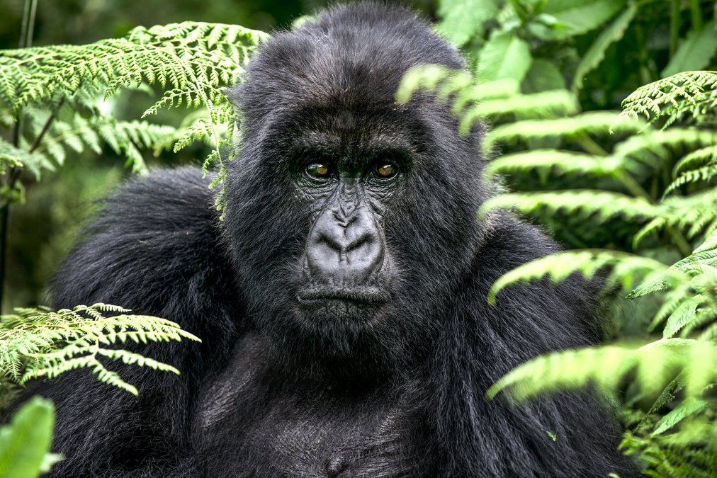 Positivos. Dos gorilas tienen coronavirus y fueron aislados.