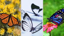 Test de personalidad: elegí una mariposa y descubrí lo que tenés que soltar para crecer