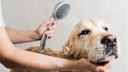 Muchos dueños dudan sobre la frecuencia del baño de su perro en primavera.
