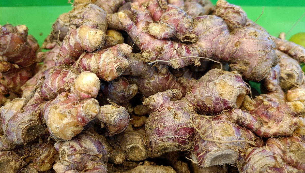 La cáscara de jengibre puede ser aprovechada. La cáscara de jengibre puede ser aprovechada.