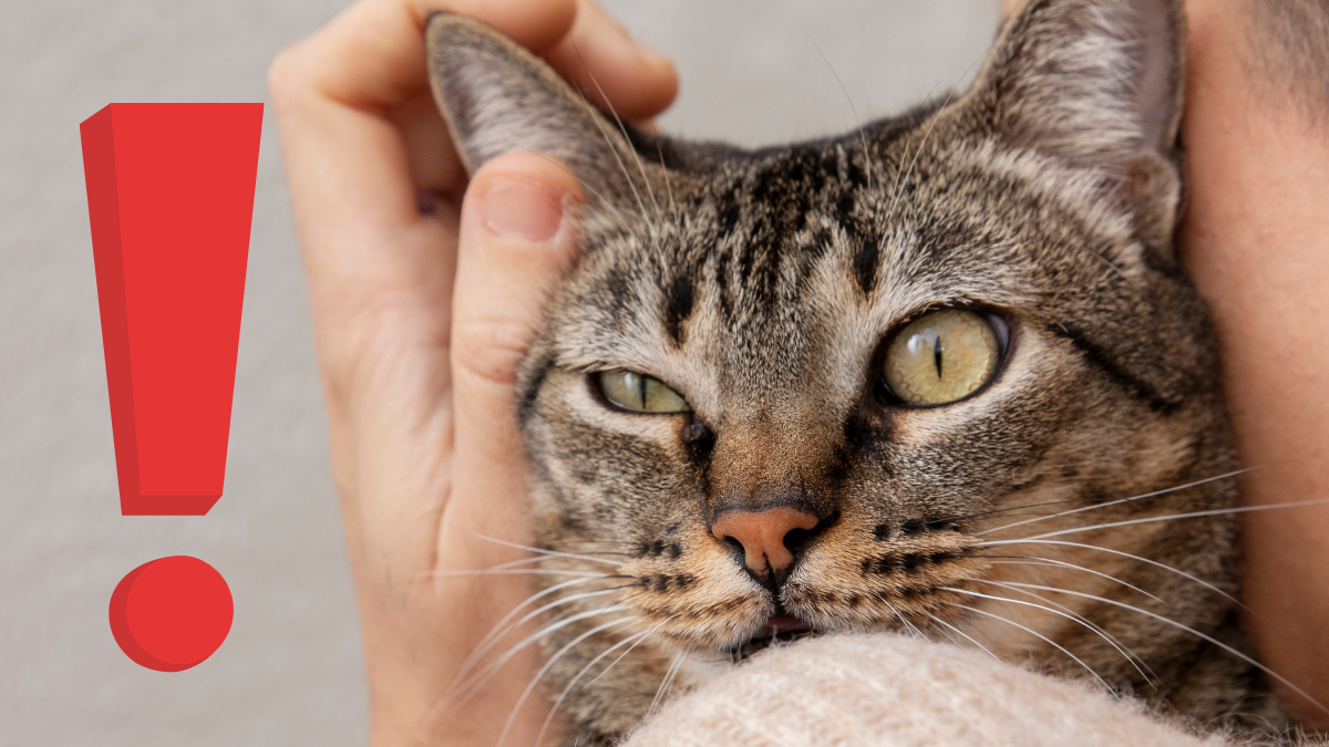 ¿Manipulación? Por esto ronronean los gatos, y no siempre es por placer