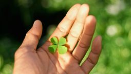 ¿Por qué es casi imposible encontrar buena suerte en un trébol de 4 hojas? ¿Por qué es casi imposible encontrar buena suerte en un trébol de 4 hojas?