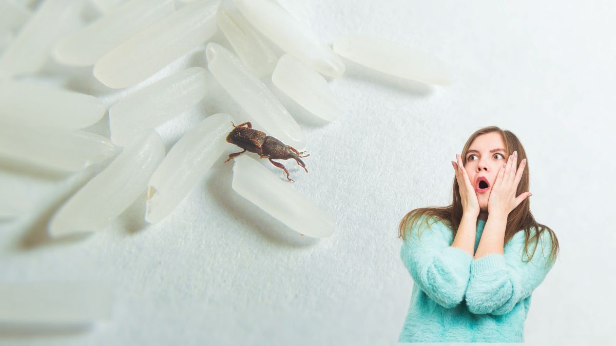 ¿Qué hacer si encuentras gorgojos en la alacena?