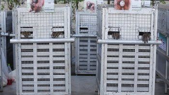 Catorce orangutanes vuelven a su casa en Indonesia