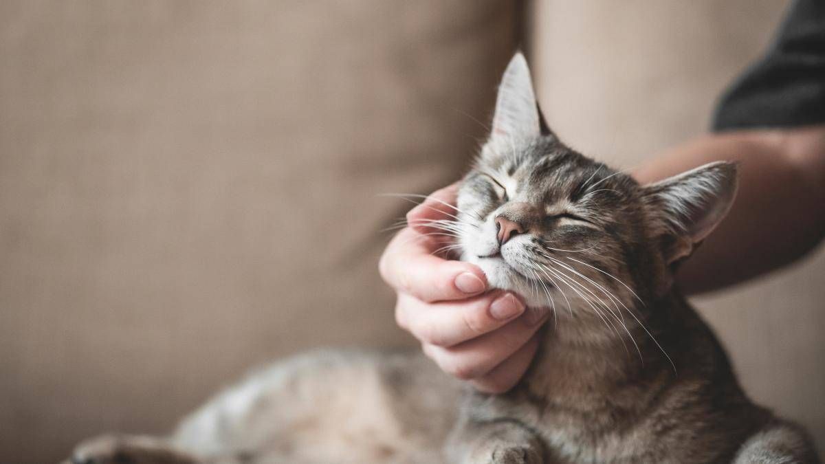 4 alimentos que hacen felices a los gatos según especialistas y que pocos saben