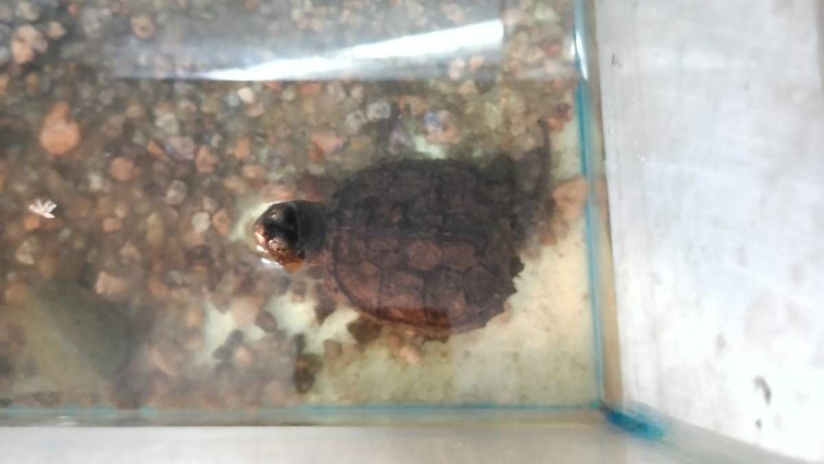 Una tortuga Caimán encerrada en una pequeña pecera de vidrio. Una tortuga Caimán encerrada en una pequeña pecera de vidrio.