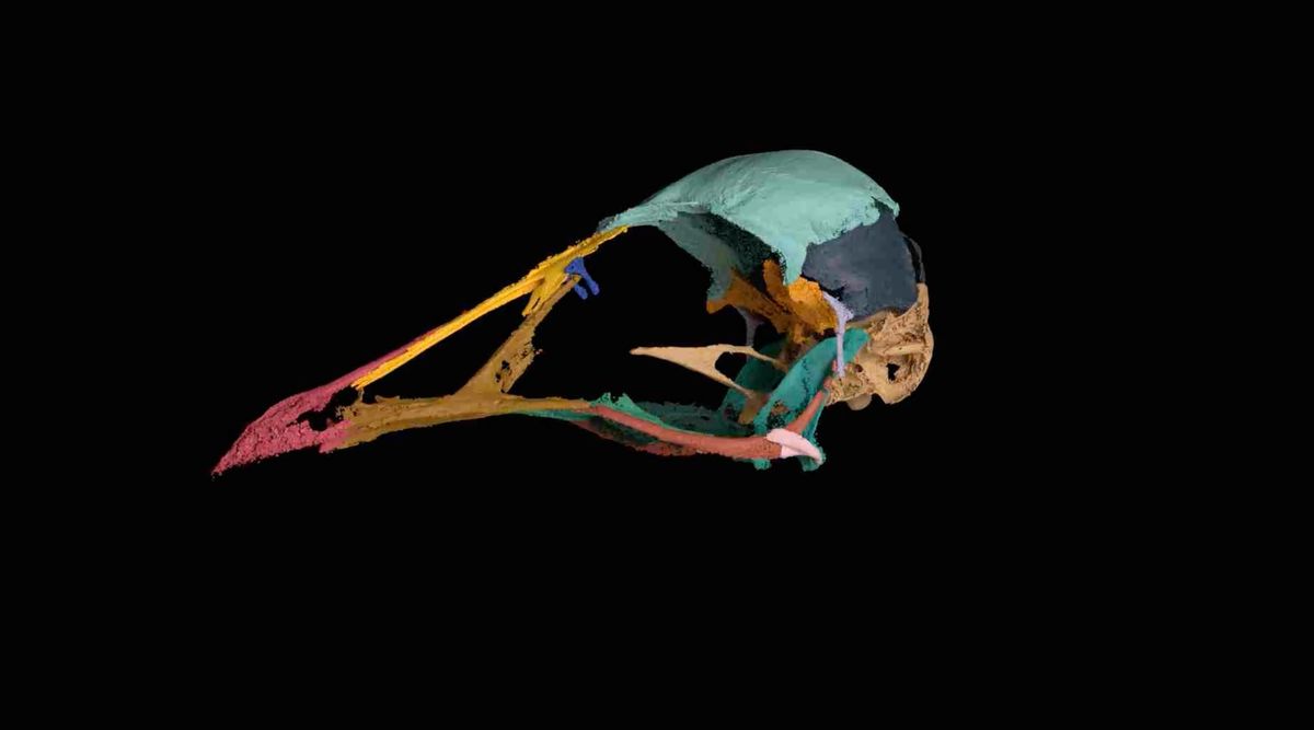 Científicos descubren en Brasil un prehistórico pájaro que convivió con los dinosaurios Científicos descubren en Brasil un prehistórico pájaro que convivió con los dinosaurios