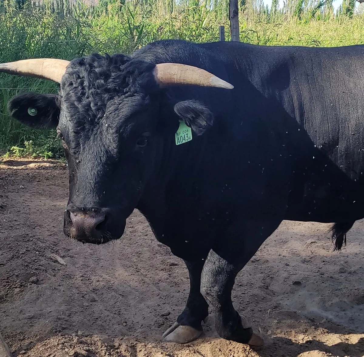 Ataron un toro de 700 kilos a un árbol y lo faenaron