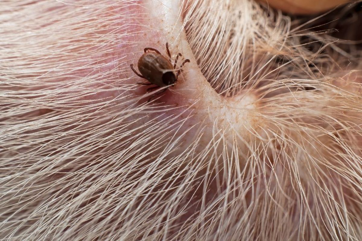 Garrapata. Garrapata.