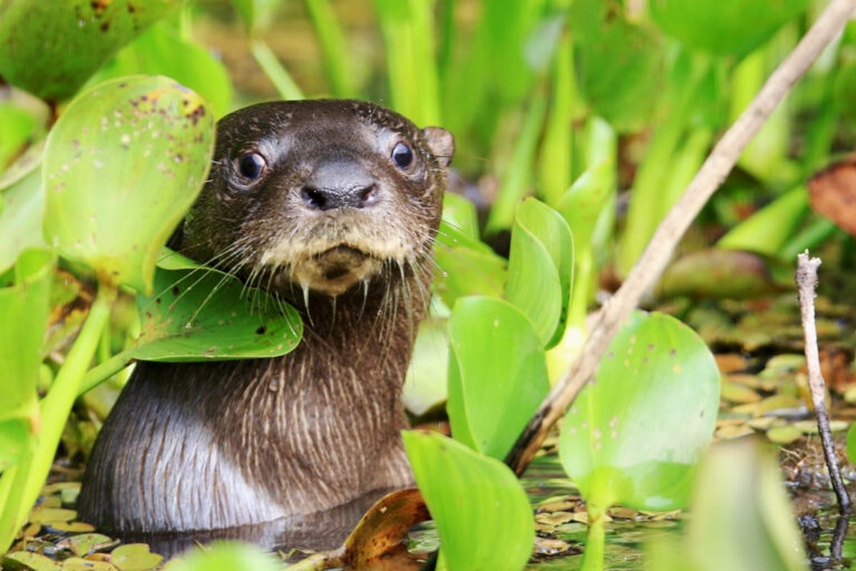 Descubrimiento de una nueva especie en América Latina sorprende a los especialistas Descubrimiento de una nueva especie en América Latina sorprende a los especialistas