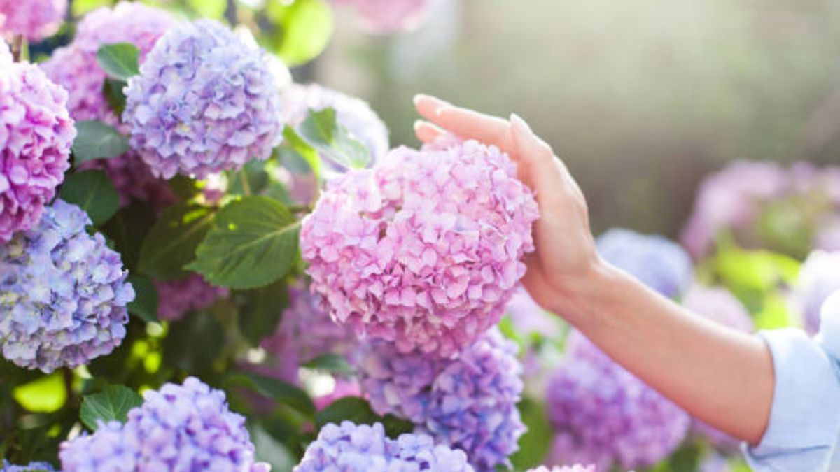 Aprende a cuidar tus hortensias con estas sugerencias.