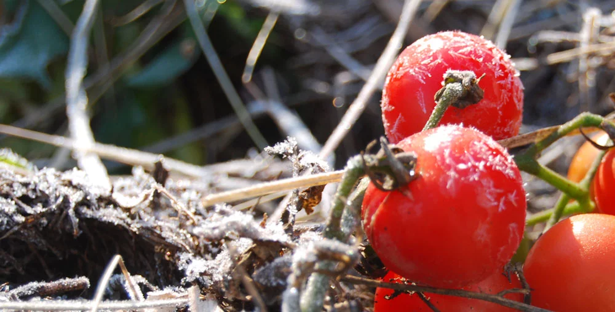 Elige bien dónde plantar tus cultivos