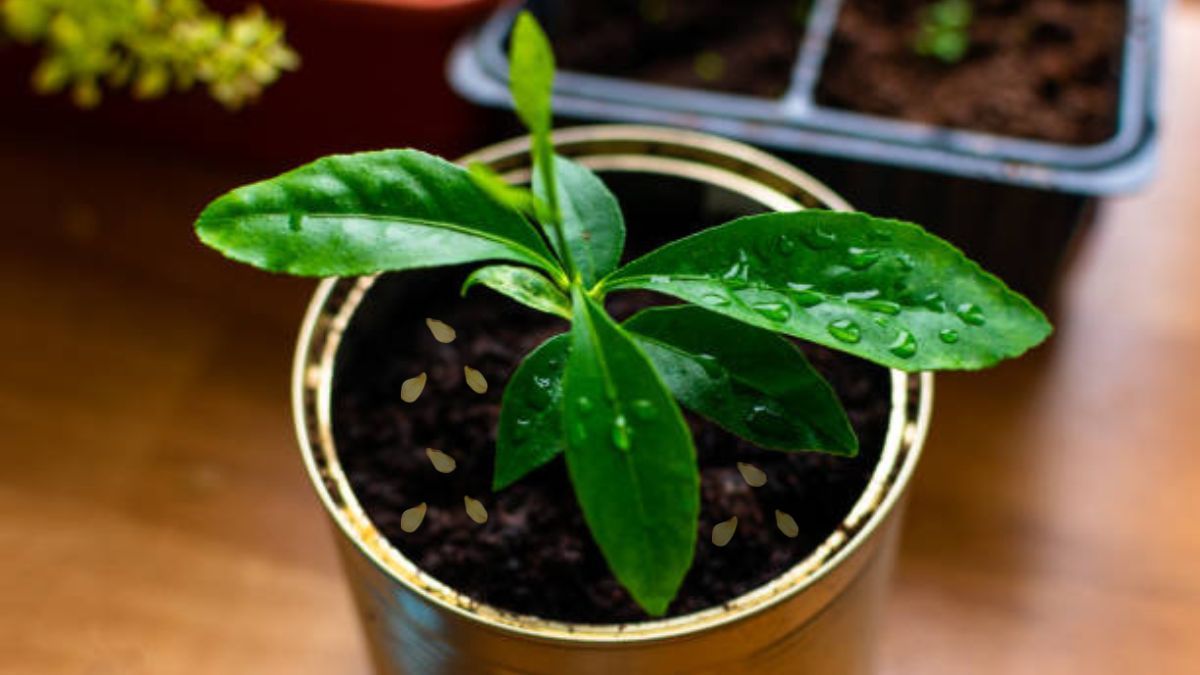 Así puedes germinar semillas de limón y obtener un limonero.