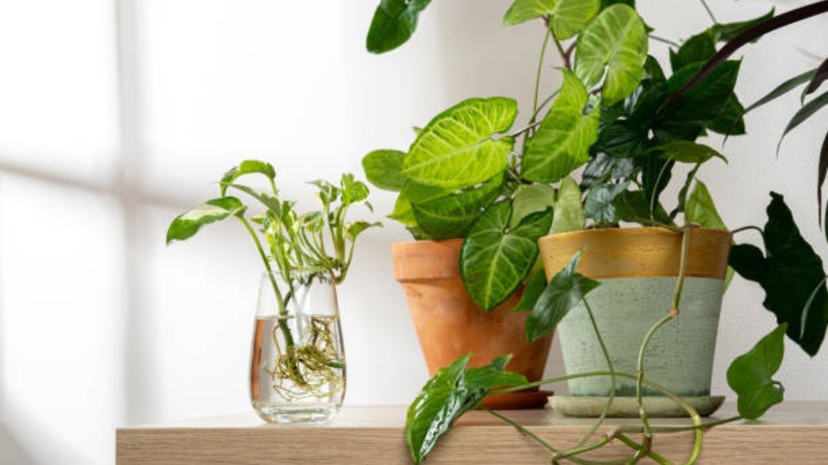 Estas plantas resistentes aportarán belleza a tu hogar.