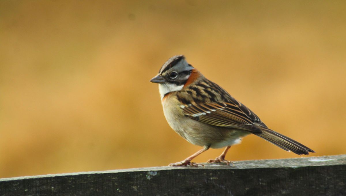 El chingolo es uno de los pájaros más frecuentes del país y su forma de cantar genera curiosidad en quienes lo oyen a diario. El chingolo es uno de los pájaros más frecuentes del país y su forma de cantar genera curiosidad en quienes lo oyen a diario.