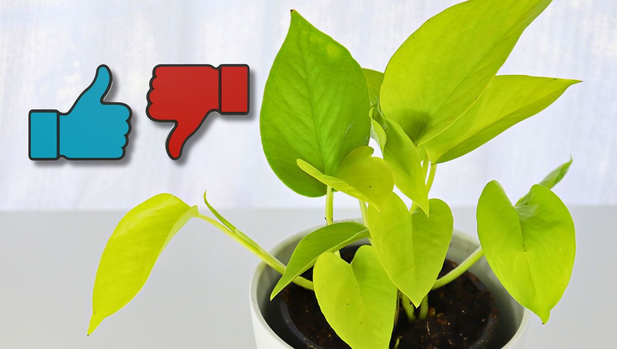 ¿Cuáles son los pros y contras de tener una planta de potus en casa?