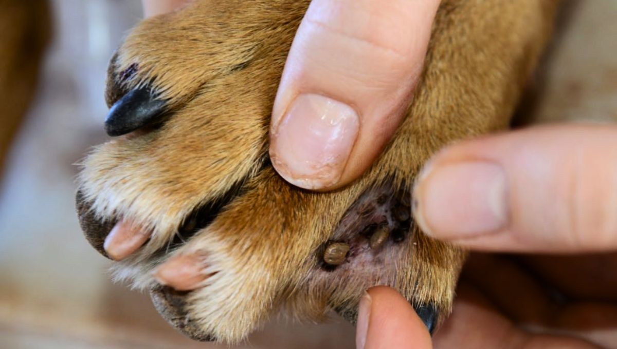 Si este repelente no funciona, deberás acudir a un veterinario. Si este repelente no funciona, deberás acudir a un veterinario. 