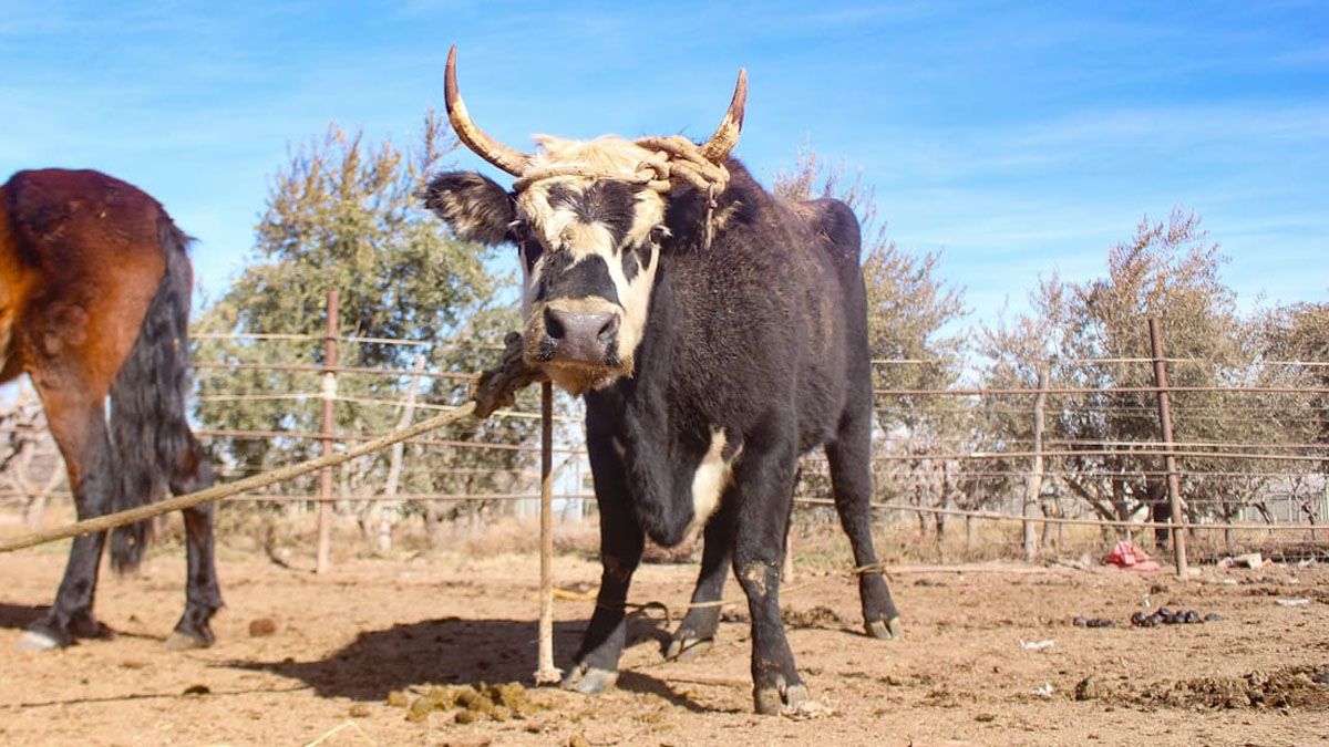 Las andanzas de la vaca cachuda por Maipú se caracterizaron por las veces que fue cercada y se las ingenió para escapar. Las andanzas de la vaca cachuda por Maipú se caracterizaron por las veces que fue cercada y se las ingenió para escapar.