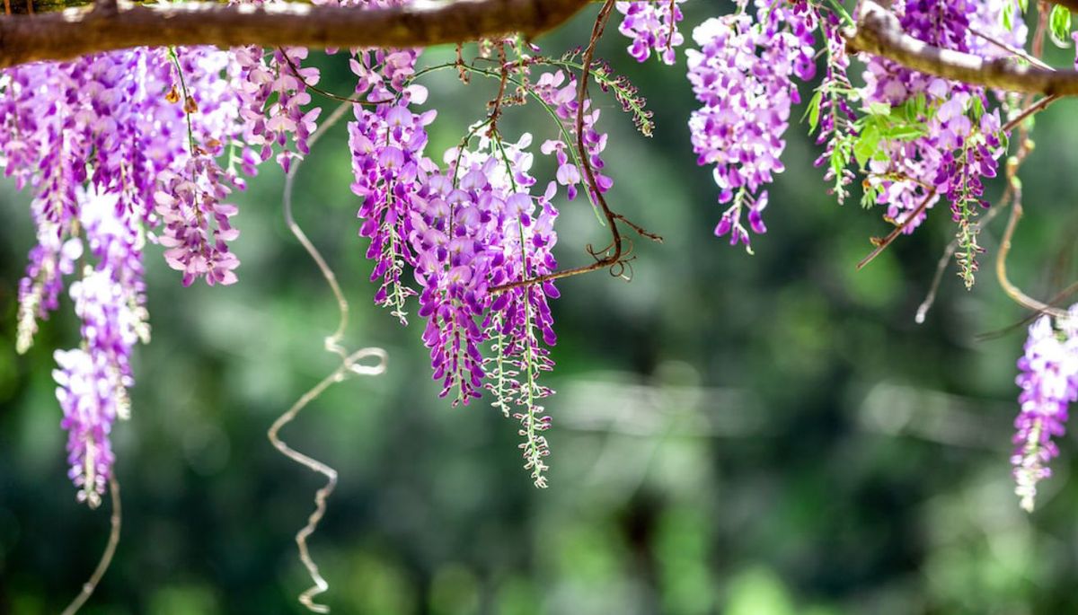 Qué hago si mi planta de glicina pierde sus hojas