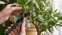 Cómo estimular el crecimiento del árbol de jade en primavera Cómo estimular el crecimiento del árbol de jade en primavera