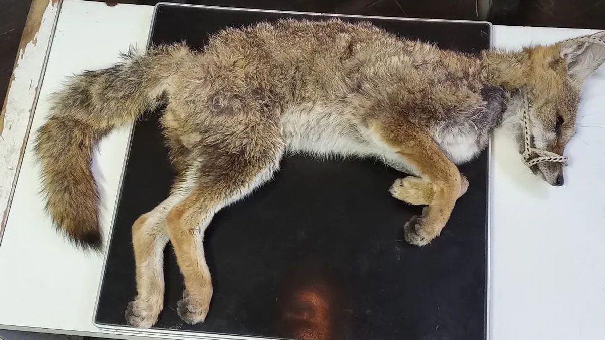 El zorro gris quedó bajo los cuidados de los veterinarios de la Fundación Cullunche.