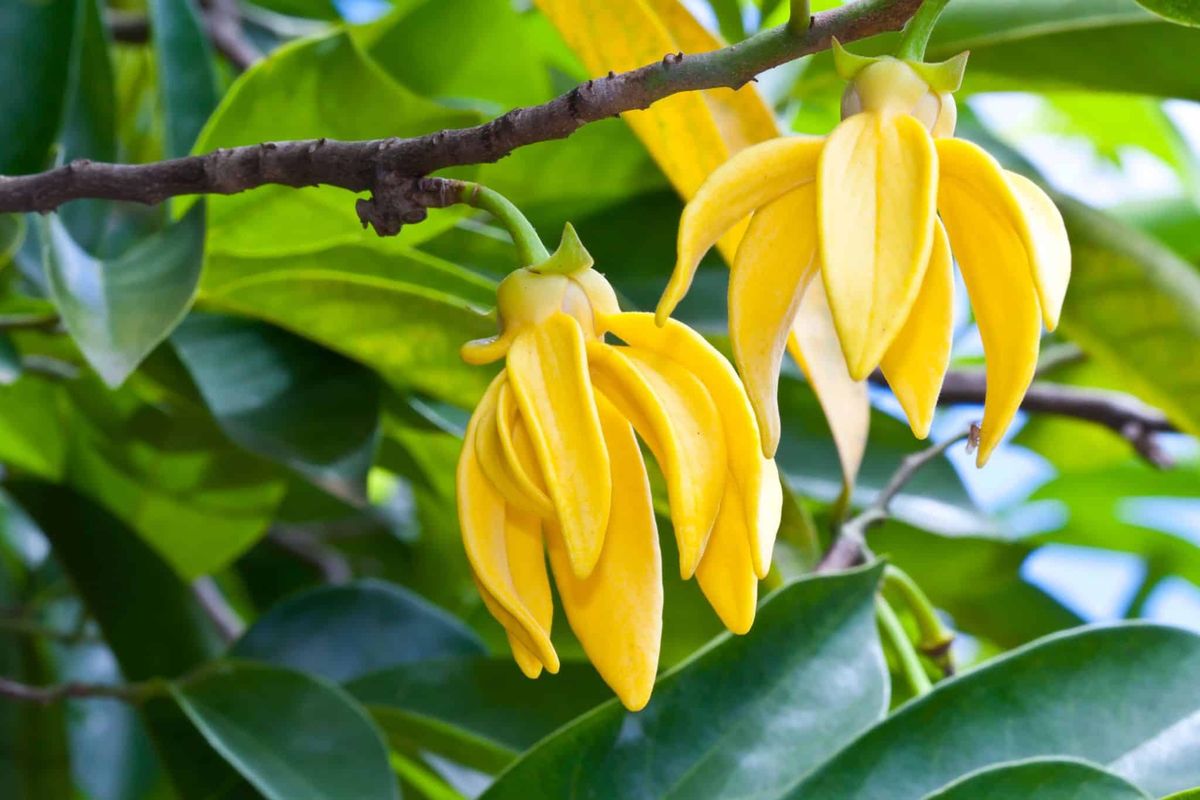 El árbol de rápido crecimiento que perfuma el jardín y decora con sus flores estrelladas