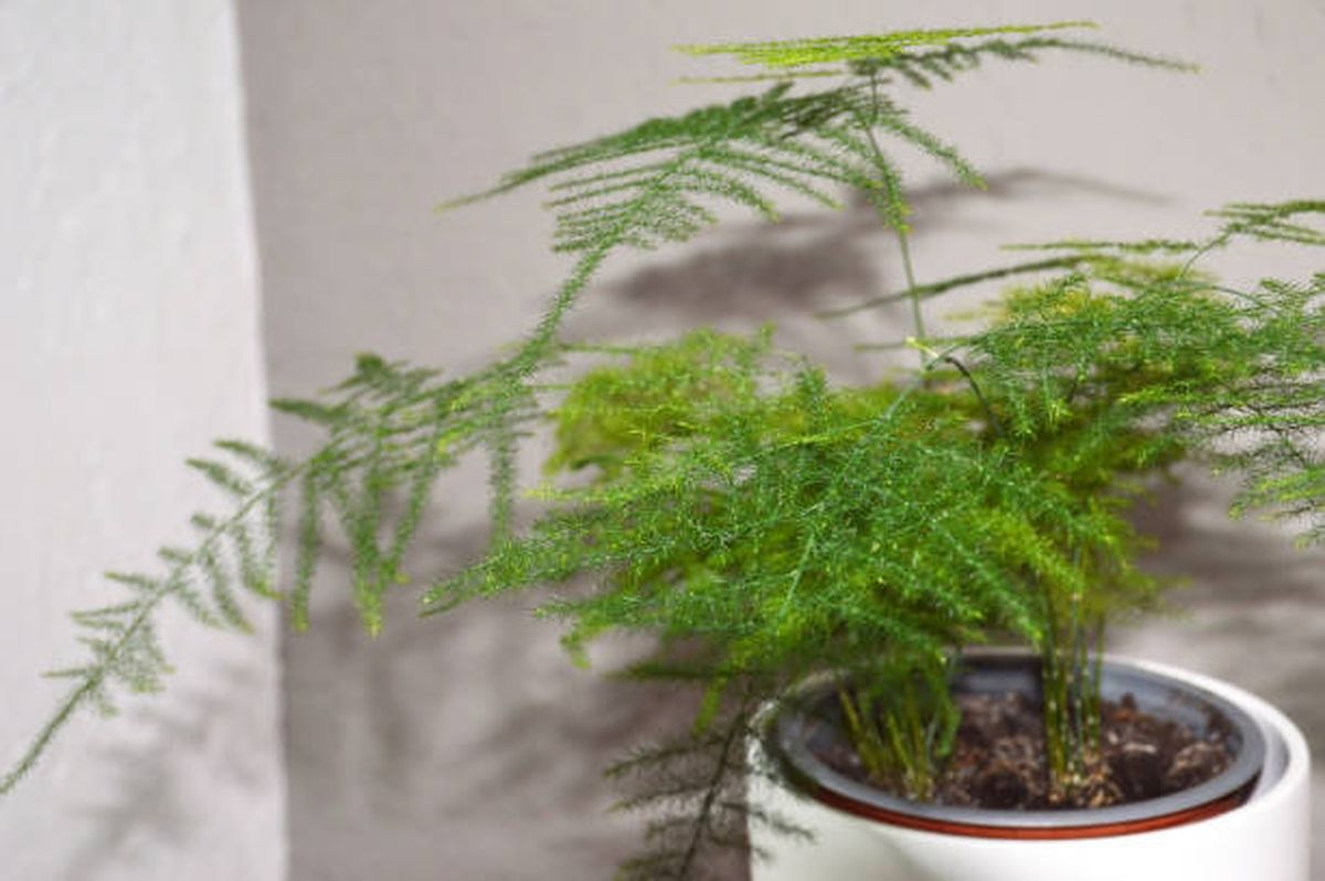 La esparraguera también tiene cualidades que combaten la humedad. La esparraguera también tiene cualidades que combaten la humedad.