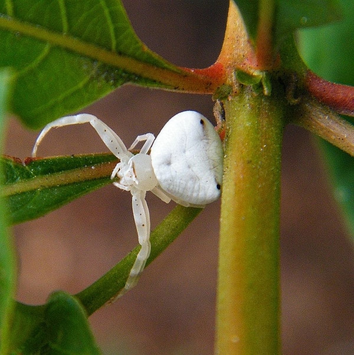 Araña blanca. Araña blanca. 