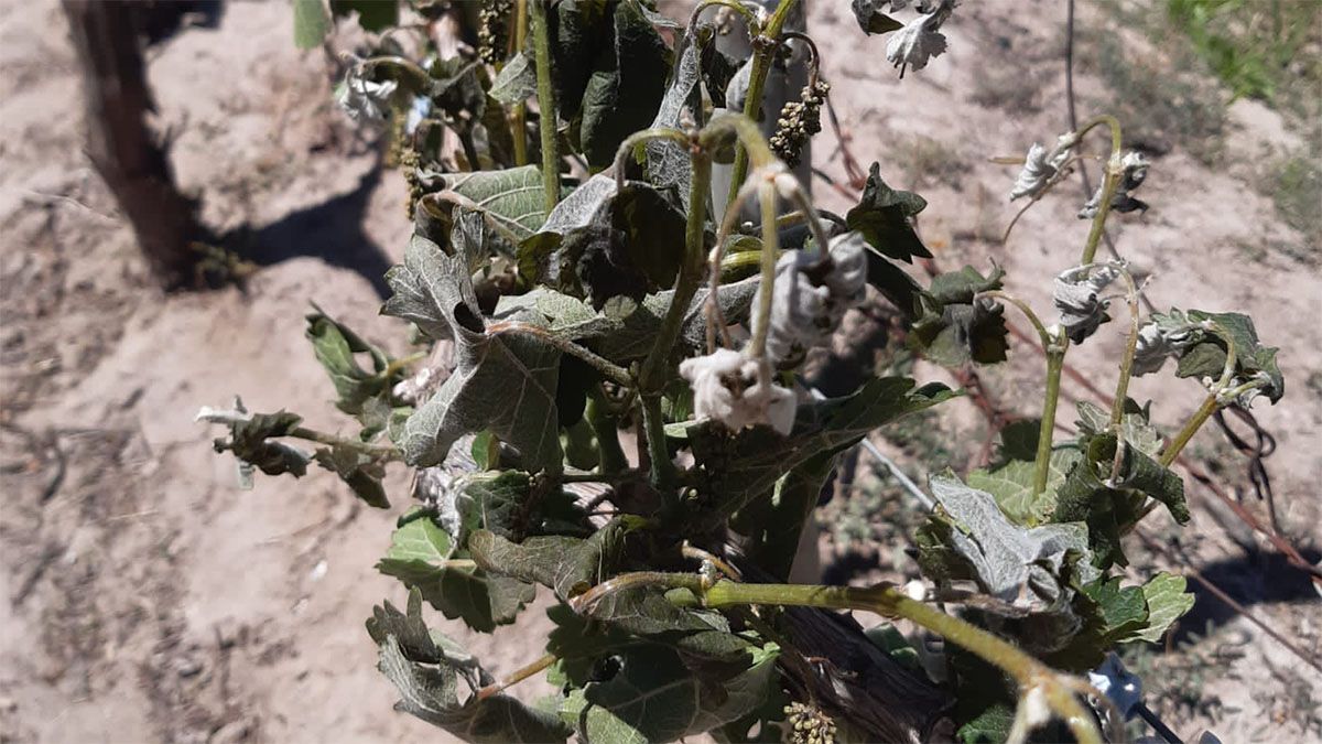 Además de los frutos ya formados