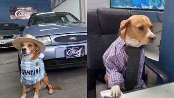 Una agencia de autos de Mendoza es furor por tener a perritos como vendedores