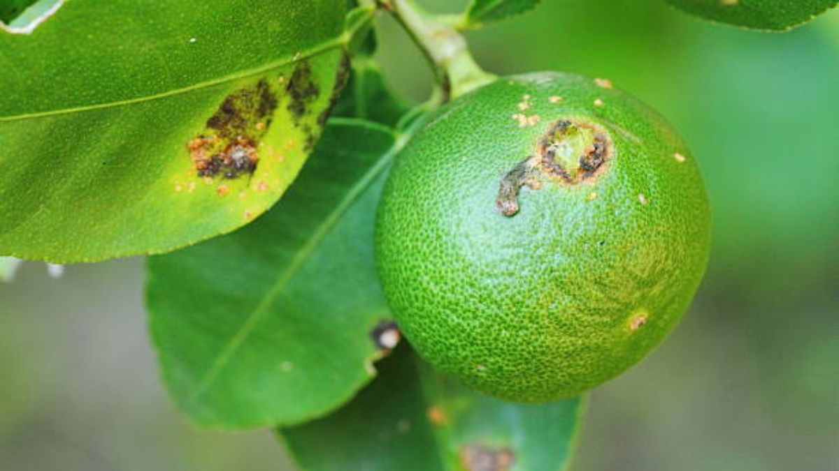 Las señales que indican que tu árbol frutal tiene exceso de agua y podría morir