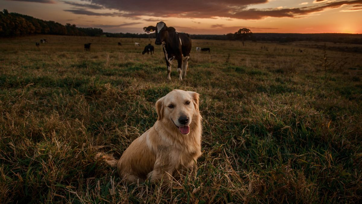 Esta actividad propia de la vaca también suele darse en el perro.