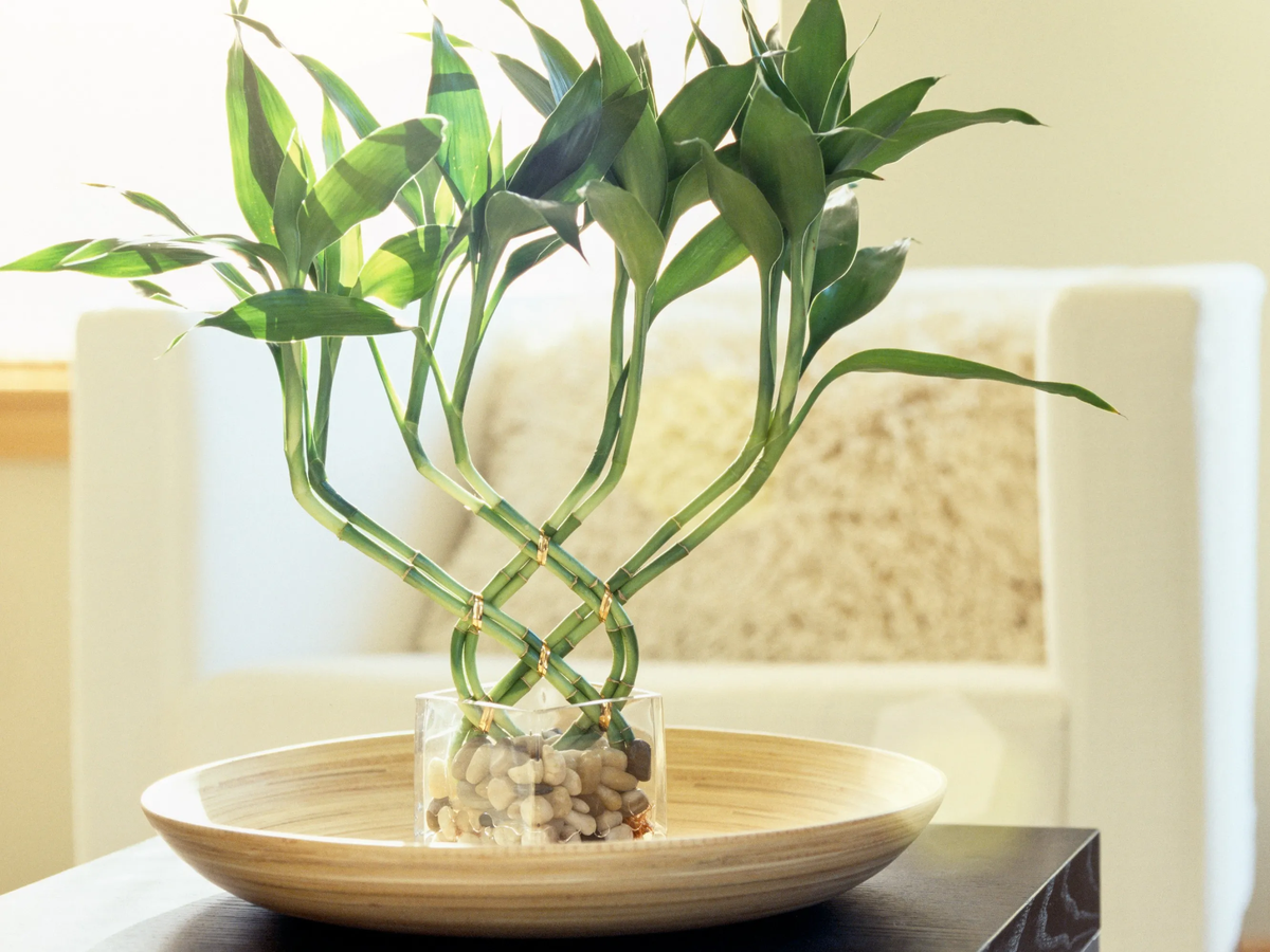 El bambú, o Dracaena sanderiana, es una planta que el Feng Shui asocia fuertemente con la prosperidad y la abundancia. El bambú, o Dracaena sanderiana, es una planta que el Feng Shui asocia fuertemente con la prosperidad y la abundancia.