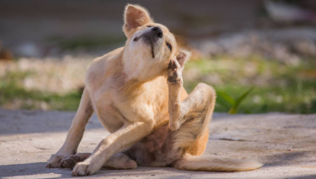 Qué significa que mi perro se rasque mucho