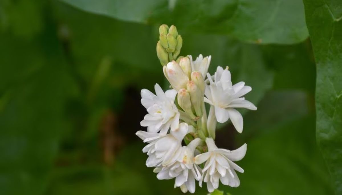 La planta de flores exquisitas que se utiliza en perfumería y parece un yuyo del jardín