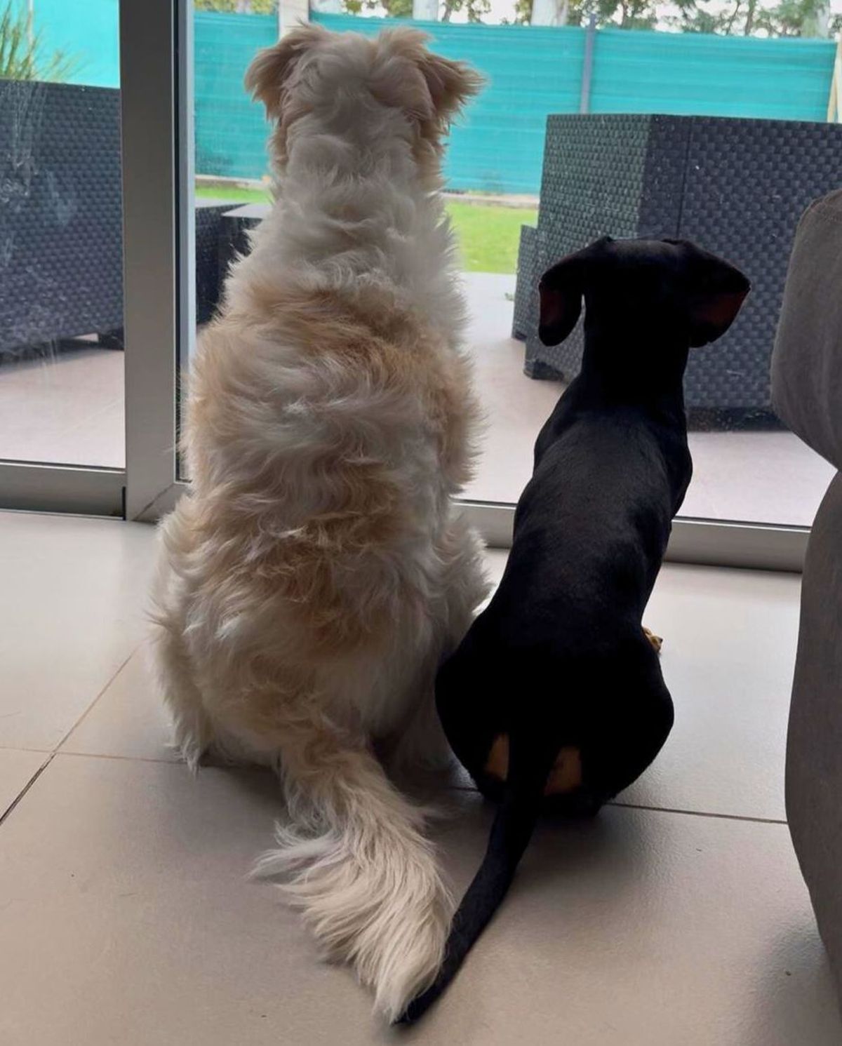 Una imagen cotidiana en la casa de Bianca: sus perros Una imagen cotidiana en la casa de Bianca: sus perros