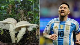 Insólito: investigadores descubrieron un nuevo hongo y lo bautizaron Messi