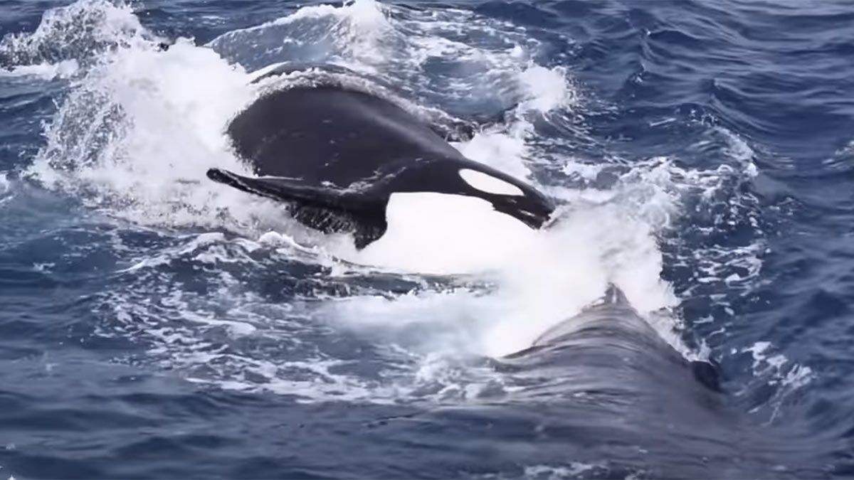 Video: sangriento enfrentamiento entre una ballena y un grupo de orcas